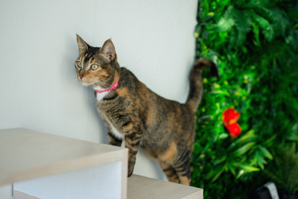 Press Coverage Popoki + Tea