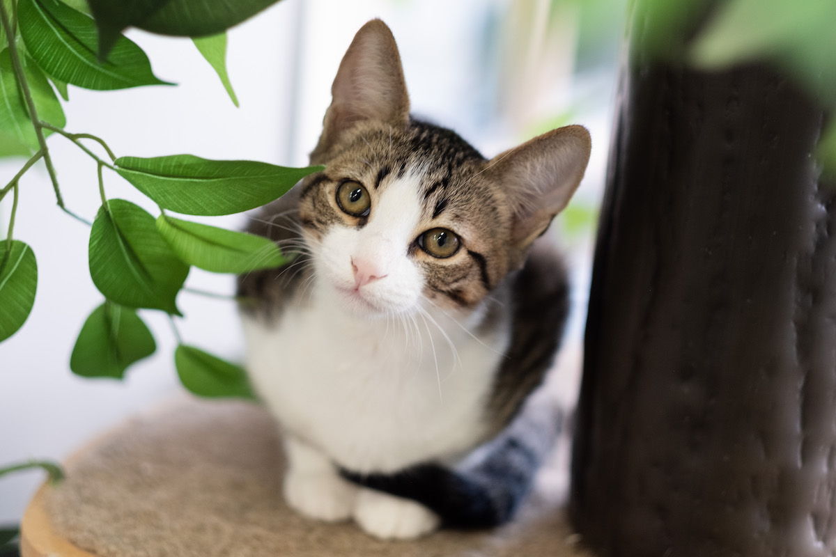 About Popoki + Tea Popoki + Tea